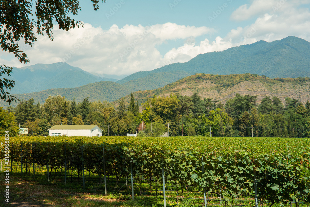 Obraz premium Vineyard stretches across lush green fields with mountains in the background