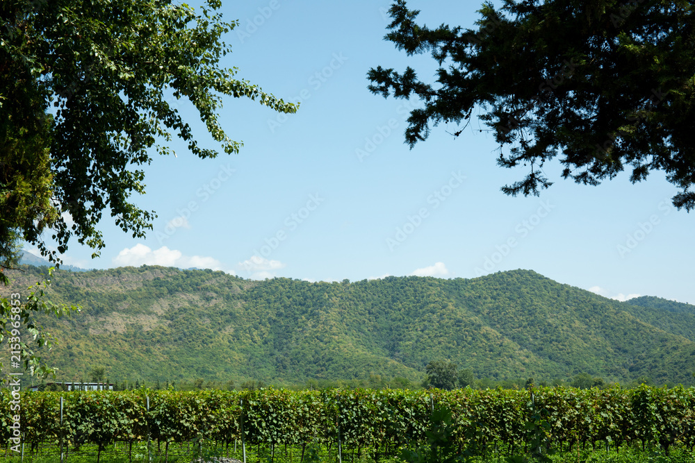 Obraz premium Vineyard stretches across rolling hills with mountains in the distance