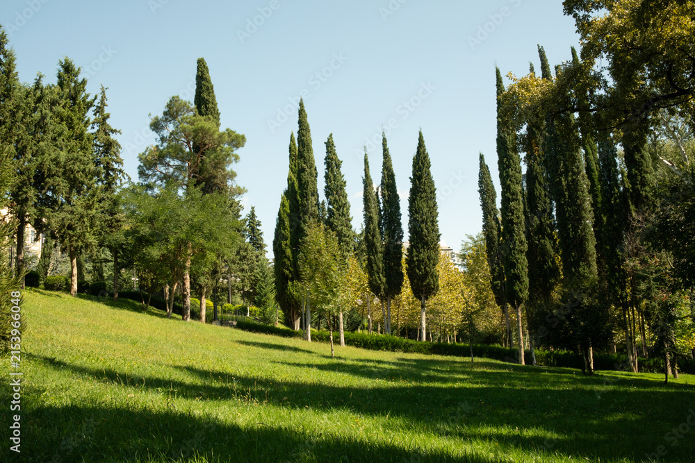 Obraz premium Serene park landscape features tall cypress trees and vibrant greenery