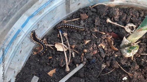 Detritivore Yellow-spotted millipede, also known as Harpaphe haydeniana