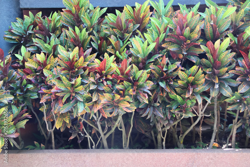Codiaeum variegatum growing in building facade