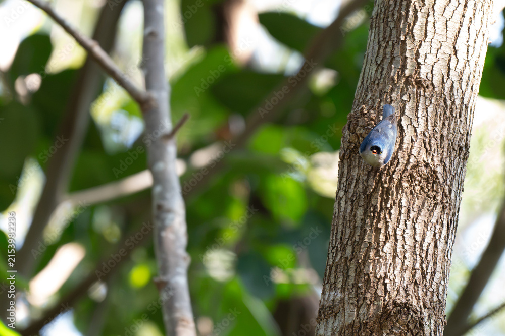 Obraz premium A small Velvet fronted Nuthatch with striking violet blue plumage and an orange red bill foraging vertically on a textured tree branch in a tropical woodland against a lush green background.