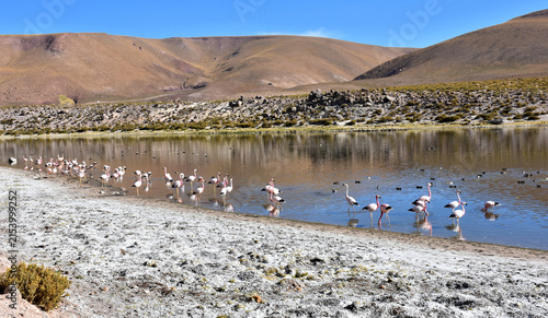 Fotografie Flamingos in Chile's Atacama Desert, Chile.
