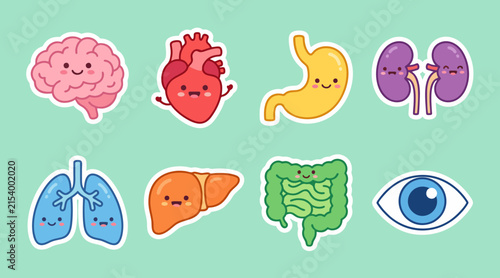Cartoon human organ characters set featuring cute smiling brain heart stomach kidneys lungs liver and eyes