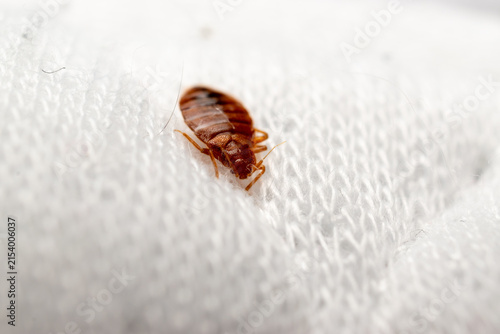 Quadro su tela Bed bug crawling across white bedding