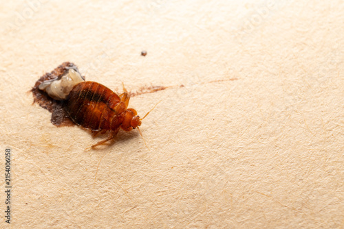 Bed bug with shed skin on fabric surface