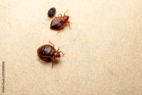 фотографія Two bed bugs with shed skin on fabric