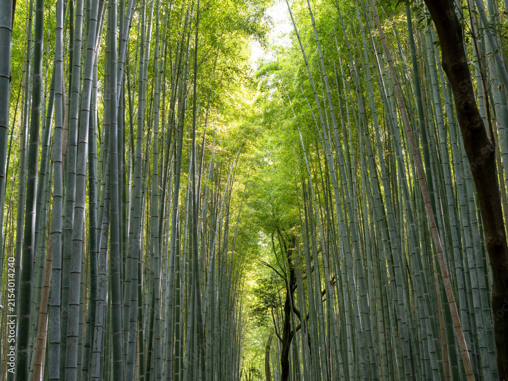 Fototapeta premium 夏の京都嵐山 竹林の小径