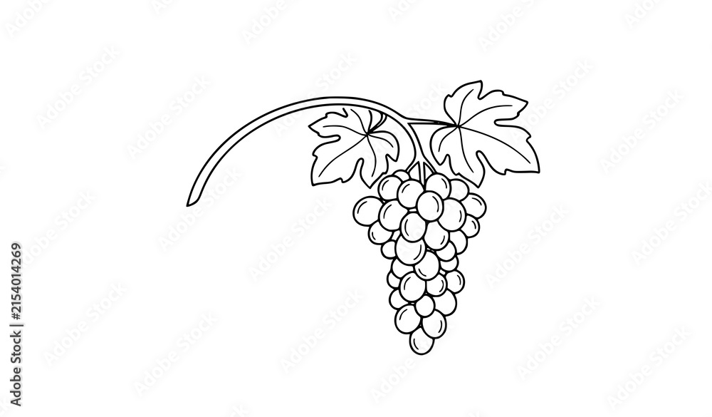 Naklejka premium Botanical grape cluster and vine black line icon with leaves and round berries isolated vector