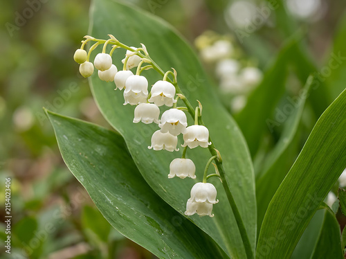 White lily flowers blooming on green plant