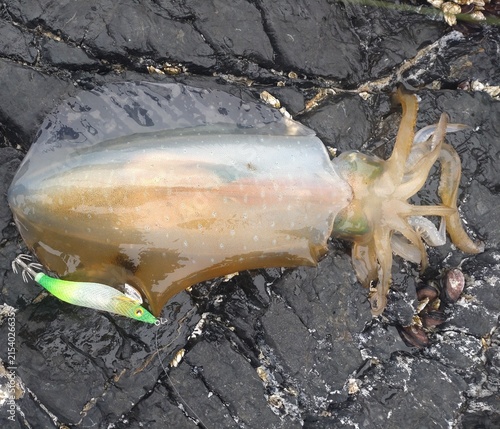 Obraz na plátne Freshly caught squid with fishing lure on coastal rocks