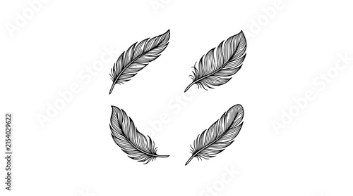 Feather set with four detailed line drawings featuring black and white illustrations with minimalist and elegant design