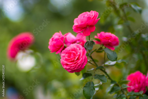 eine rote Rose an einem Strauß