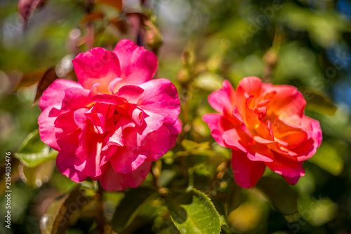 eine rote Rose an einem Strauß