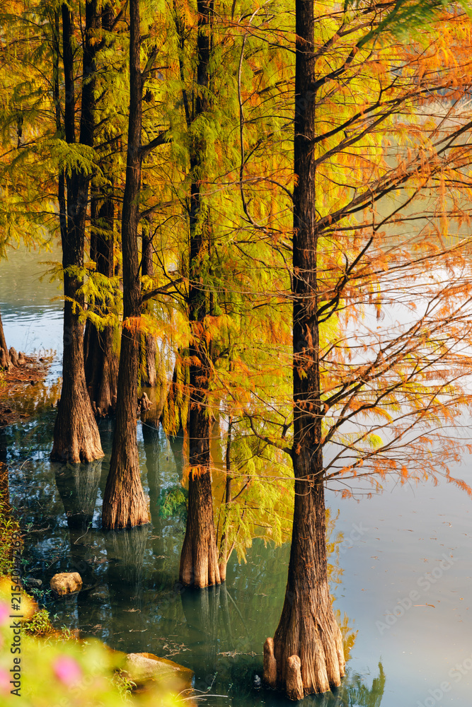 Obraz premium Cypress trunks rising from shallow water near lakeside path