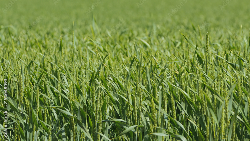 Fototapeta premium Lush green wheat field bathed in natural sunlight with soft focus background. Vibrant green tones gentle texture convey growth rural tranquility