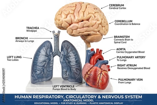 human brain anatomy