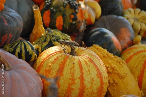 Sunlit Autumn Harvest of Diverse Heirloom Pumpkins and Gourds. Colorful Pile of Warty Squash and Pumpkins in Warm Sunset Light.