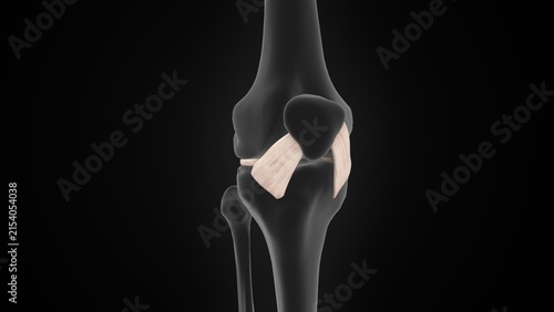Obraz na płótnie The anterior cruciate ligament of 3d illustration