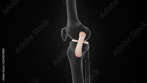 Obraz na płótnie The medial collateral ligament of 3d illustration