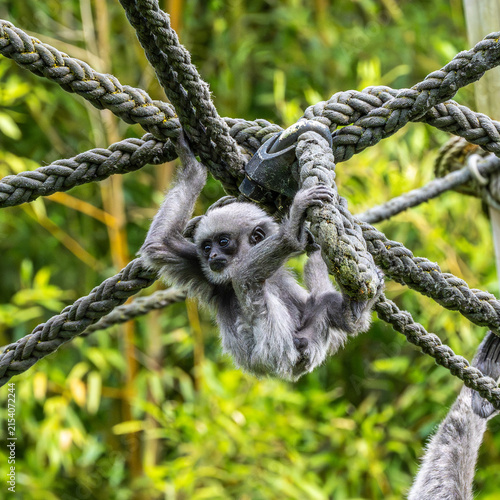 Canvas Print Silvery gibbon baby, Hylobates moloch in a German park