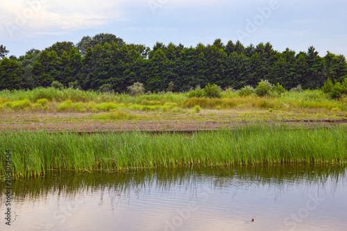 Serene Pond and Forest Landscape in Rural Wetland