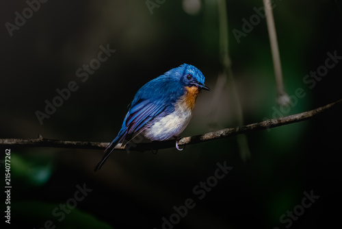 An Indochinese Blue Flycatcher perches on a tree branch, facing forward in the natural forest.