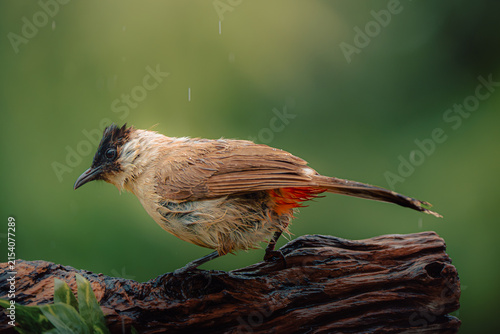A Sooty-headed Bulbul stands on a log in the rain, its body soaked.