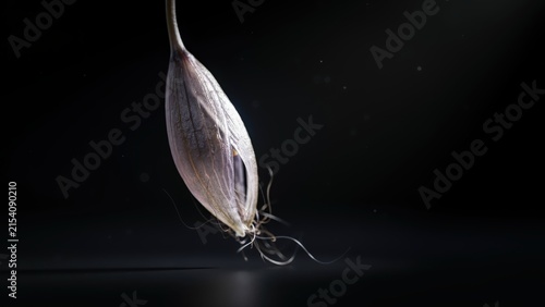 A single dried plant seed pod with delicate fibrous roots hanging against a dark black background, captured with dramatic side lighting and detail