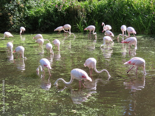 Foto group of flamingos