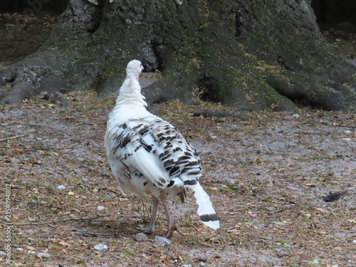 Obraz na płótnie pigeon on the beach