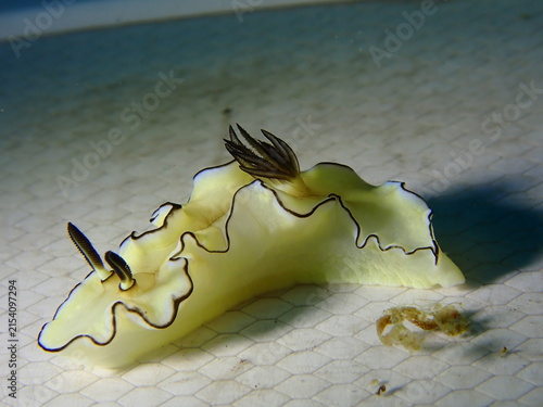 Konstfotografi Chromodoris nudibranch (sea slug) with wavy mantle edge and feathery gills on re