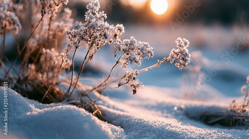 Delicate frosted branches emerge from a blanket of snow, bathed in golden sunlight, representing resilience and beauty within a wintry landscape, ideal for seasonal promotions