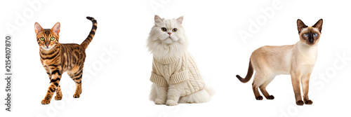 Cat breed collection with Bengal Persian and Siamese cats for pet care branding marketing and merchandise