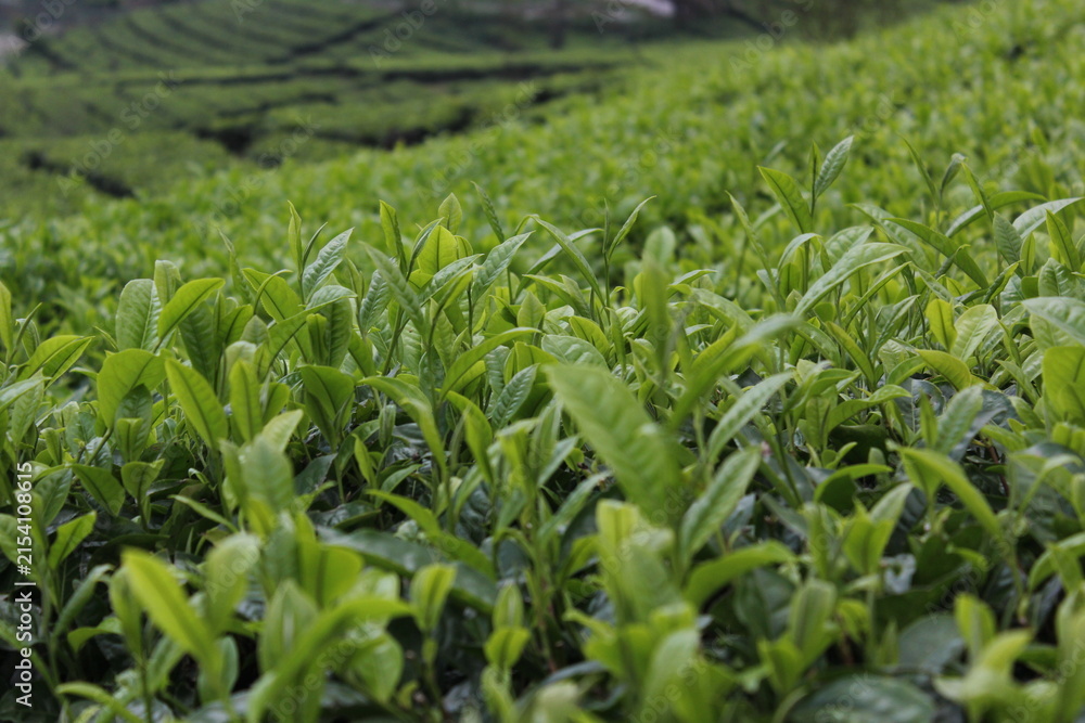 Fototapeta premium green tea field in spring