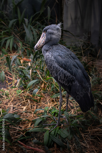 Prague Zoo