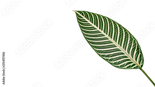 Foto Fresh vibrant single green leaf with white striped veins pattern botany isolated
