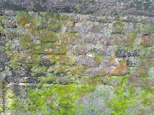 Old mossy brick wall texture background covered with green mos	