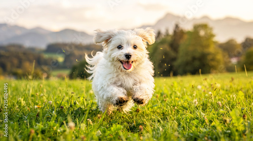 Cute happy white puppy running on green grass field outdoors at sunset