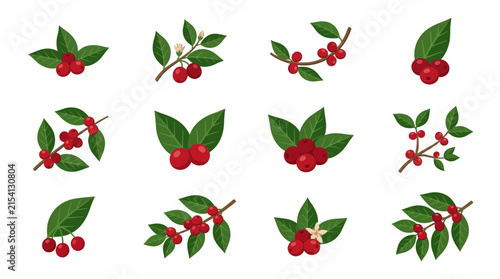 Принти на полотні Set of Coffee Plant Branches with Red Berries and Leaves