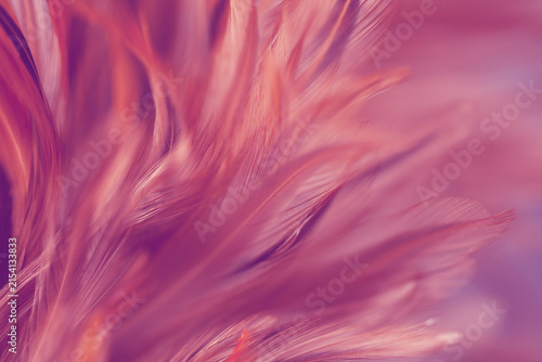 Abstract close-up of soft pink and purple feathers with graceful curves.