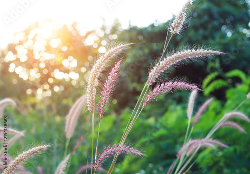 Mission grass flowers blooming in field during sunset with warm sunlight and soft bokeh.