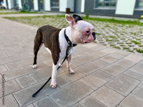 Bild auf Leinwand Chocolate and white Boston Terrier in courtyard near modern residential building, urban pet lifestyle and contemporary neighborhood concept