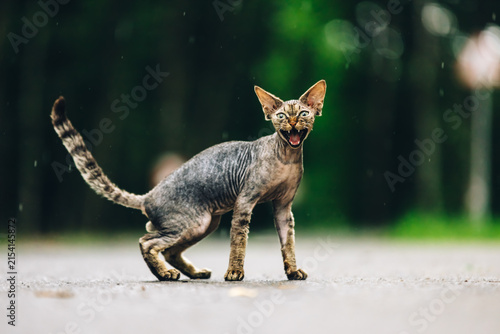 Foto Funny Cute Beautiful Curious Playful Devon Rex Cat Looking At Camera