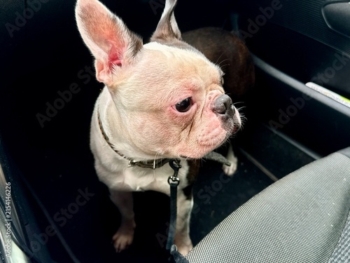 Konstfotografi Chocolate and white Boston Terrier sitting safely in car footwell, responsible pet travel and auto safety concept, interior view