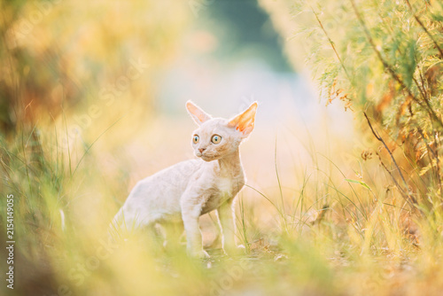 Canvastavla Funny Curious Afraid Young Red Ginger Devon Rex Kitten Staying In Green Grass