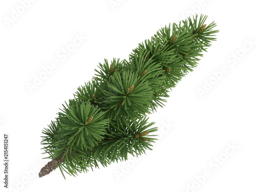 Single lush pine tree branch with green needles isolated on transparent background for seasonal design projects