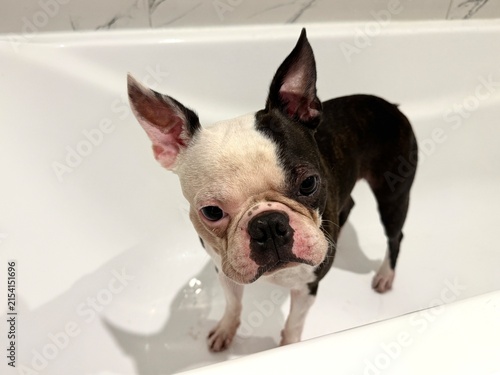 Canvas Print Chocolate and white Boston Terrier in snow-white bathroom after walk, pet hygien