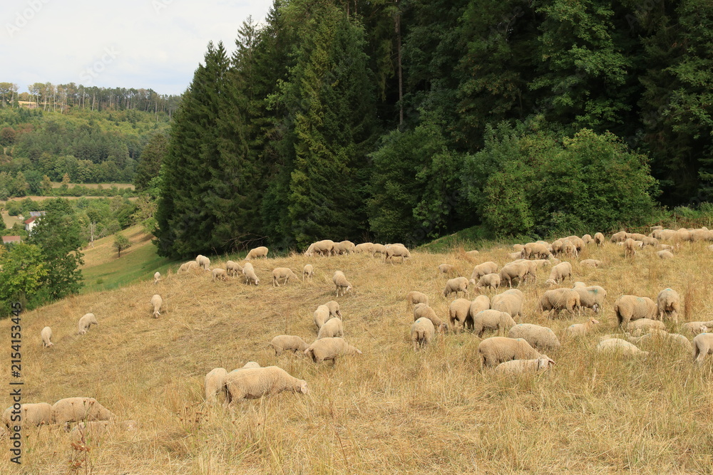 Fototapeta premium Dürre und Trockenheit im Sommer 2026 im Schwarzwald