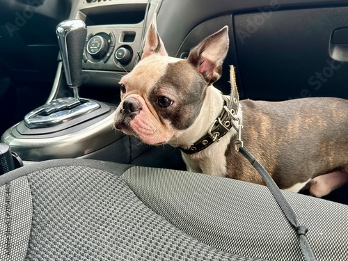 Konstfotografi Chocolate and white Boston Terrier sitting safely in car footwell, responsible pet travel and auto safety concept, interior view